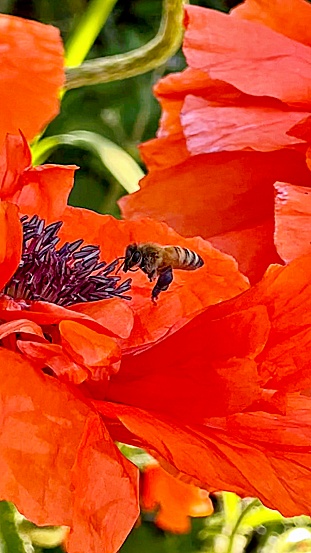 Natural background macro closeup busy bee pollinating flower head of vibrant red Oriental poppy - stock photo