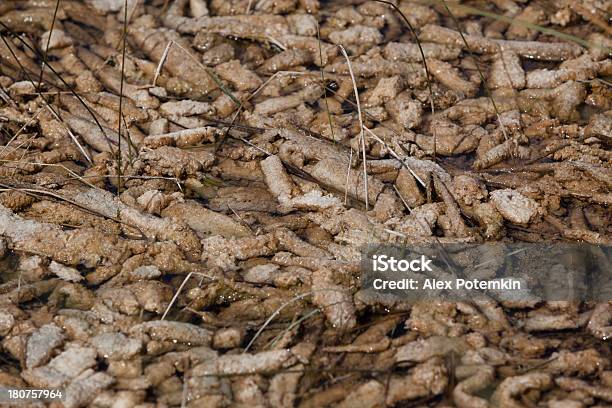 Foto de Com O Intuito De Fungos Conglomerados e mais fotos de stock de Alga - Alga, Ambientalista, Bactéria