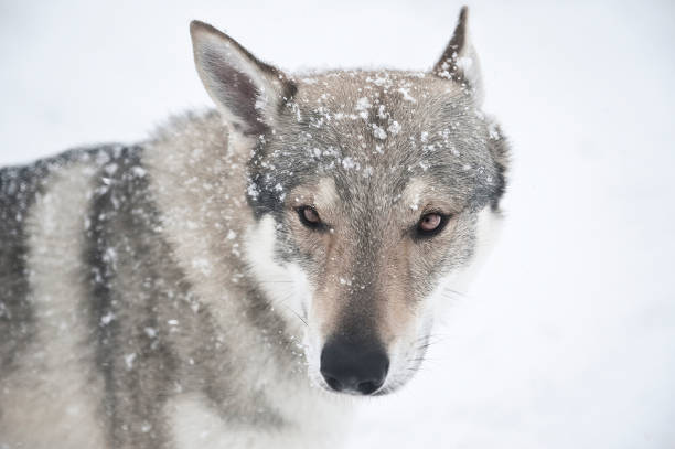 istock Wolfdog Staring in the Snow 180757979