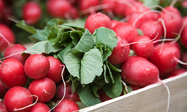 recién rábanos - radish vegetable farmers market gardening fotografías e imágenes de stock