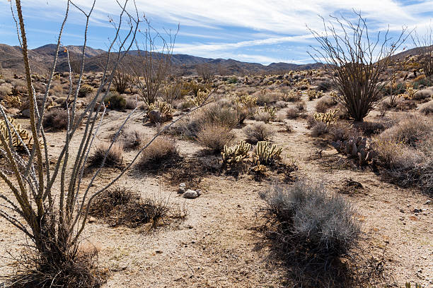 istock Anza-Borrego national park 180758085