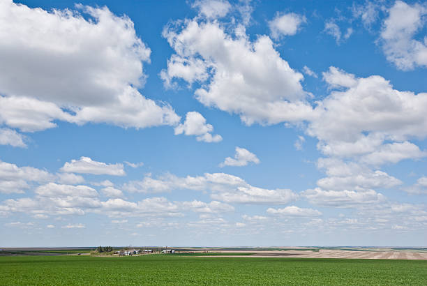 冬小麦ファームのパルース郡 - dirt wheat washington state palouse ストックフォトと画像