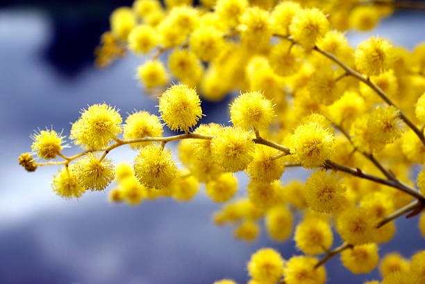 Wattle Bloom in Differential Focus mearnsii). The Acacia melanoxylon is the most widely introduced and planted Acacia species in New Zealand. It is often considered a weed, and is seen as threatening native habitats by competing with indigenous vegetation and reducing native biodiversity. acacia tree photos stock pictures, royalty-free photos & images
