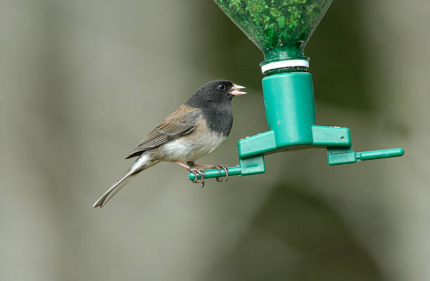 istock Dark-eyed Junco on bird feeder 180758651