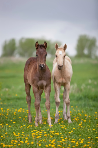 Two foals standing in the pasture. Focus is on the brown one.