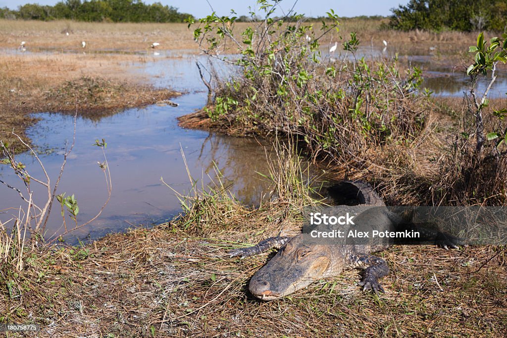 Alligatore nel Parco Nazionale delle Everglades - Foto stock royalty-free di Abbracciare gli alberi
