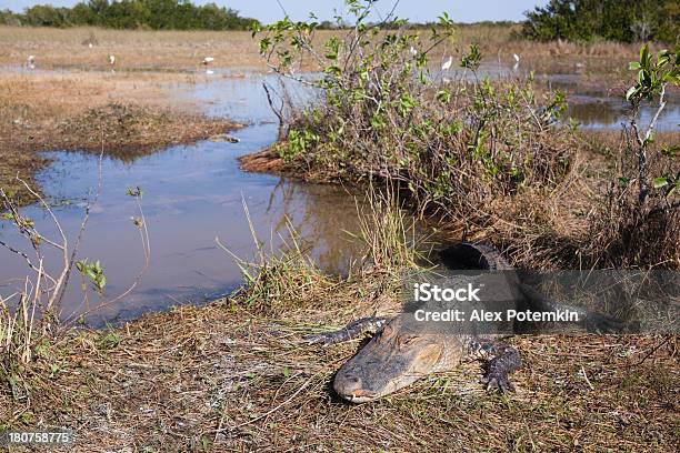 Alligator W Park Narodowy Everglades - zdjęcia stockowe i więcej obrazów Aligator - Aligator, Bagno, Dzikie zwierzęta