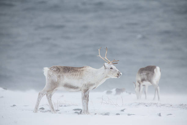 istock Grazing reindeer in the snow storm Norway 180758861