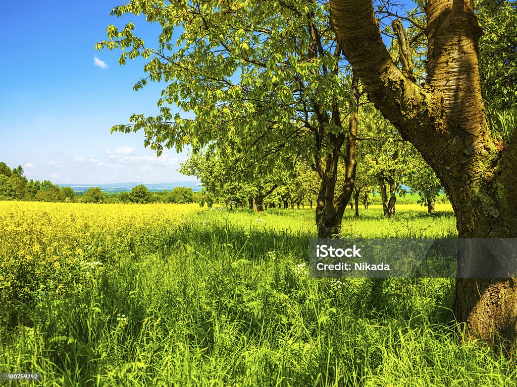 Flores campo de canola - Foto de stock de Abundância royalty-free