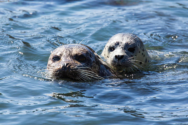 istock Mom and Puppy Harbor Seals 180759245
