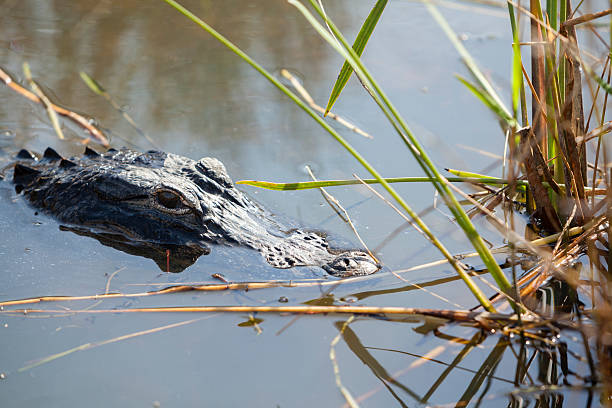 istock Alligator in the Everglades National Park 180759294