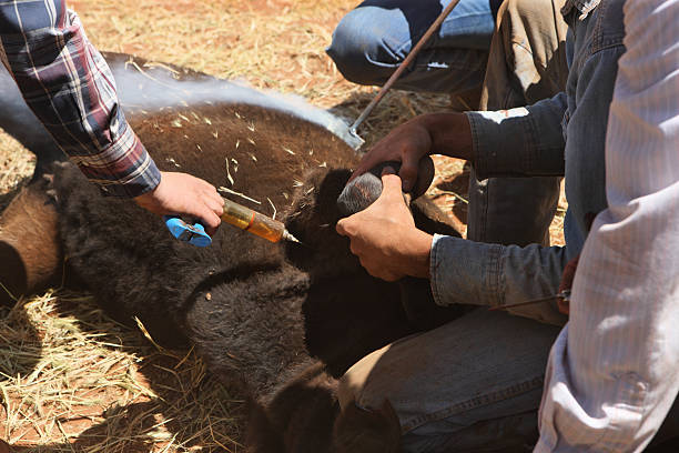 cowboy vétérinaire bovin vaccination de la marque - twisting arm photos et images de collection