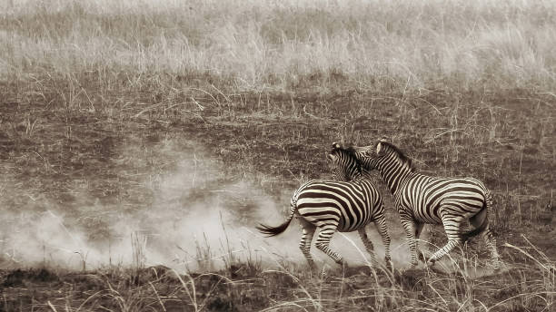 istock Burchell's Zebra in Kruger National Park 1807596124