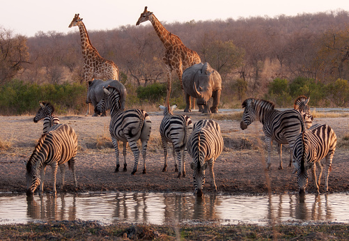 Plains zebra/Burchell's zebra in Kruger Park in Mpumalanga