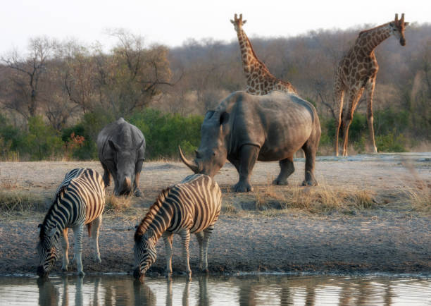 istock Burchell's Zebra in Kruger National Park 1807596668