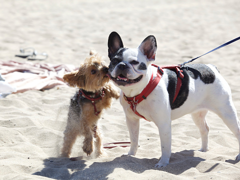 Yorkie  Kissing a French Bull Dog at the Beach