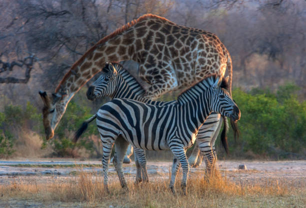 istock Burchell's Zebra in Kruger National Park 1807597188