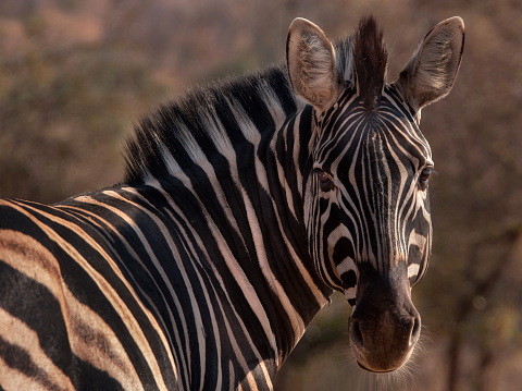 A closeup of a Plains Zebra looking into the camera with blurred background, Kruger National Park.