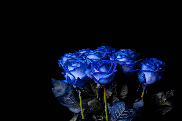 Bunch of blue roses against black background