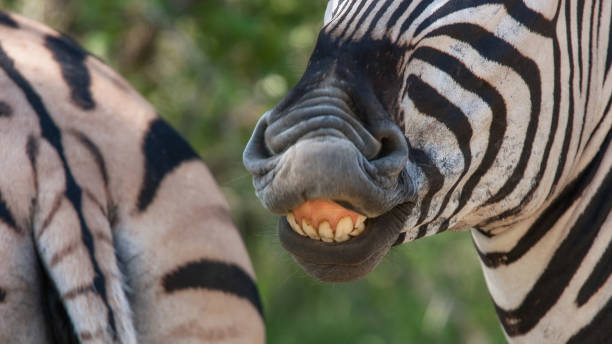 istock Burchell's Zebra in Kruger National Park 1807597744