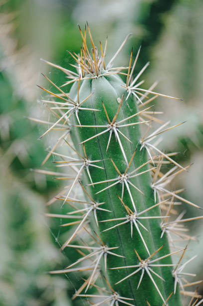 istock Cactus plant leaves pattern. Natural background. Green leaf texture 1807598846