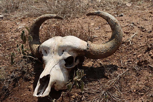 Buffalo head skull at Nairobi National Park