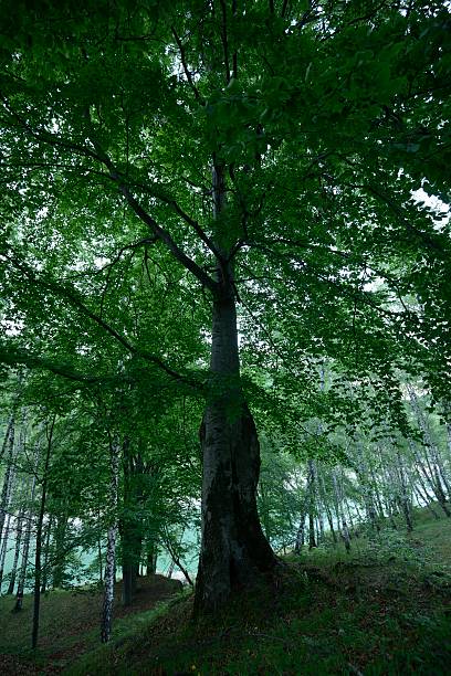 istock Beech tree in the middle of birch forest 180760053