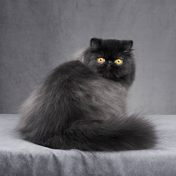 Cтоковое фото Черный Персидская кошка
