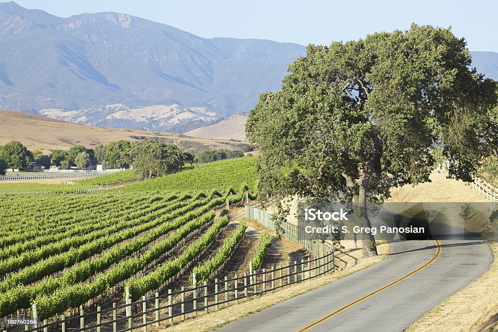 Estrada Sinuosa e vinha - Royalty-free Califórnia Foto de stock