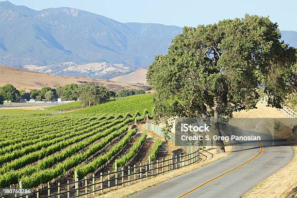 Estrada Sinuosa E Vinha - Fotografias de stock e mais imagens de Califórnia - Califórnia, Los Olivos - Califórnia, Agricultura