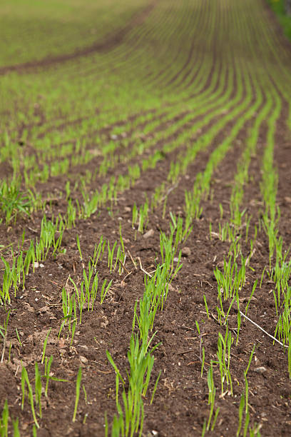 istock Field With Newly Sown Grass 180760295