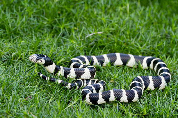California Kingsnake