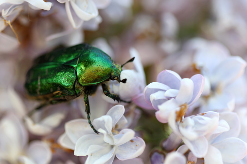 Green beetle on a lilac flower