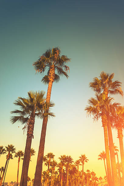 sunset strip in los angeles - southern california palm tree beverly hills california california stock-fotos und bilder