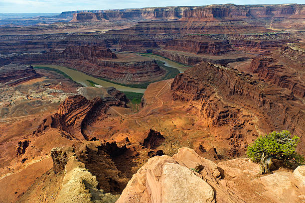 istock Old Pine Tree in Mineral Canyon Green River Utah USA 180760518