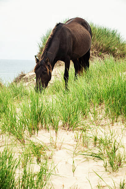istock Sable Island Wild Horse 180760583
