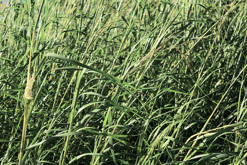 A close-up of long, wild grass growing in an English meadow on a sunny, warm day in July.