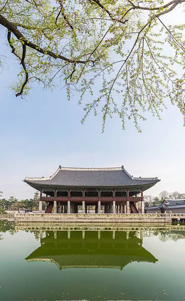 "Green spring foliage and pink cherry blossom hanging over the tranquil lake reflecting the historic Gyeonghoeru Pavilion in Gyeongbokgung palace grounds in the heart of downtown Seoul, South Korea. ProPhoto RGB profile for maximum color fidelity and gamut."