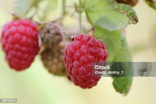 산딸기 산딸기류 0명에 대한 스톡 사진 및 기타 이미지 - 0명, 계절, 과일