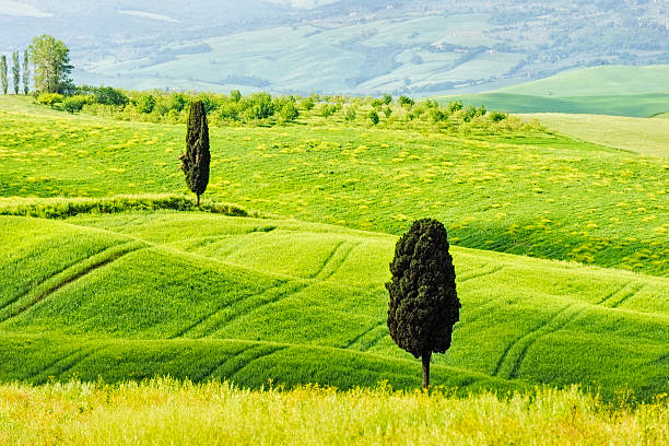 istock Rolling wheat field with two cypress trees, Tuscany 180760659