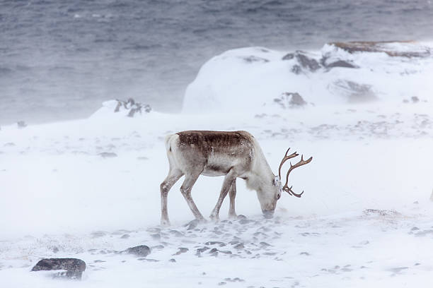 istock Grazing reindeer in the snow storm Norway 180760674