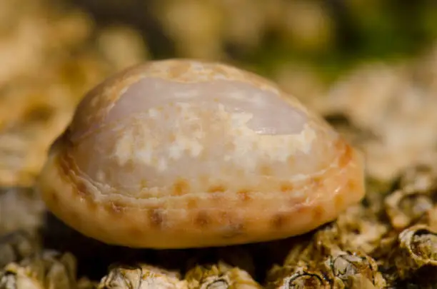 Shell of a dirty cowry Naria spurca. La Garita. Telde. Gran Canaria. Canary Islands. Spain.