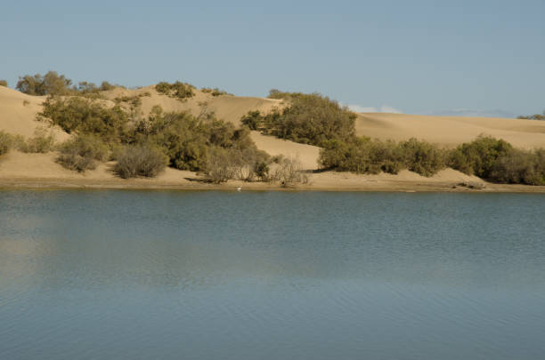 istock Pond and dunes of Maspalomas. 1807608928