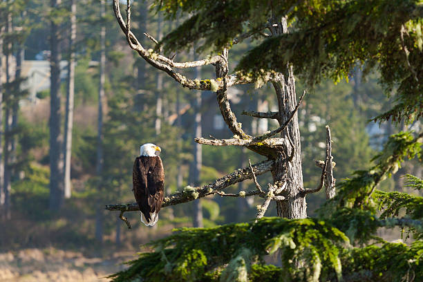 Águila calva de árbol - foto de stock