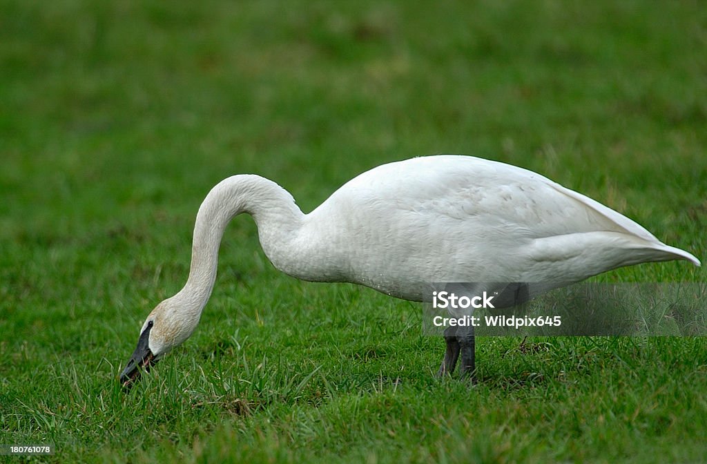 Cisne trompetero - Foto de stock de Alimentar libre de derechos