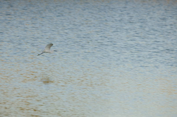 Little egret Egretta garzetta in flight. Natural Reserve of the Maspalomas Dunes. San Bartolome de Tirajana. Gran Canaria. Canary Islands. Spain.
