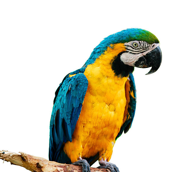 Blue and yellow Macaw Parrot "Young Blue-and-yellow Macaw, Ara ararauna parrot and wooden branch isolated on white background." gold and blue macaw photos stock pictures, royalty-free photos & images