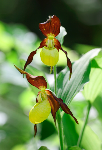 Cypripedium calceolus is a lady's-slipper orchid.