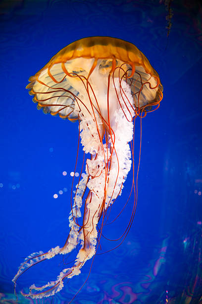 Medusa-Pacífico Nettle mar - foto de acervo