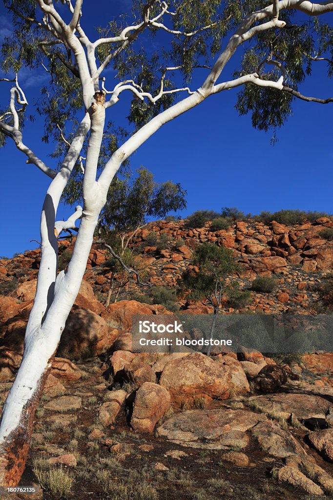 Eucalyptus papuana - Foto stock royalty-free di Albero